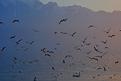 L&eacute;man-Vevey-2.JPG