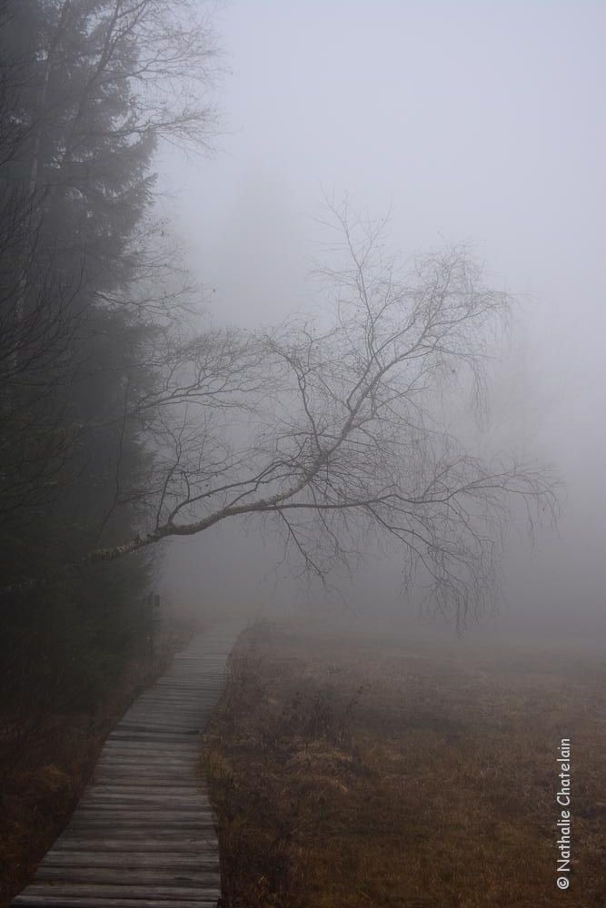 brouillard-dans-le-marais.JPG