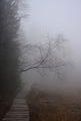 brouillard-dans-le-marais.JPG