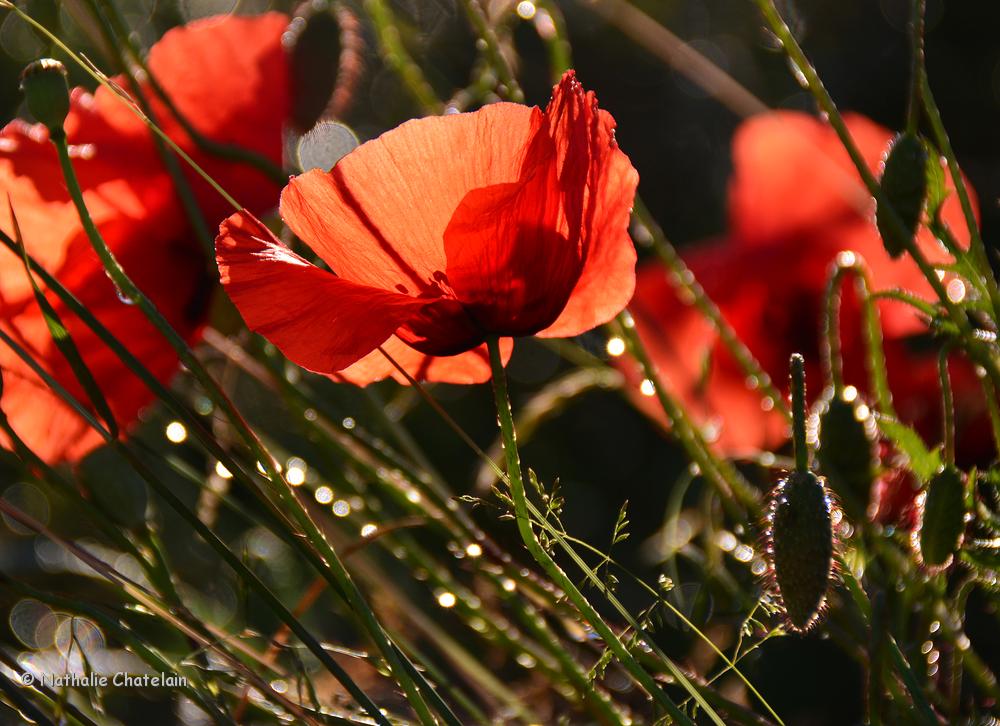 coquelicots.JPG