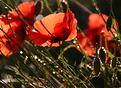 coquelicots.JPG