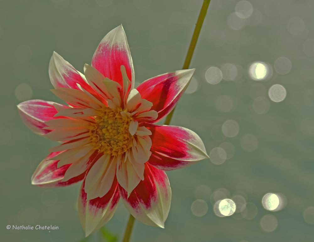 dahlia.JPG