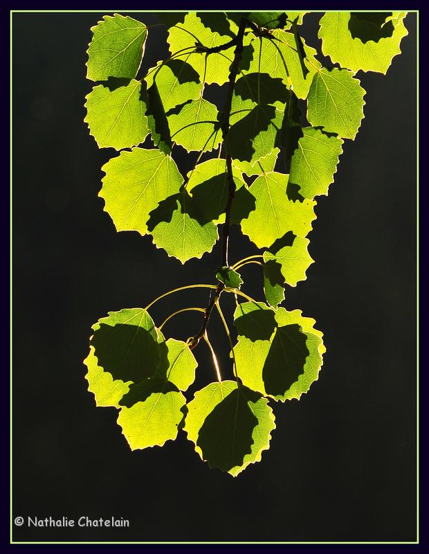 lumi&egrave;re-de-la-for&ecirc;t.JPG