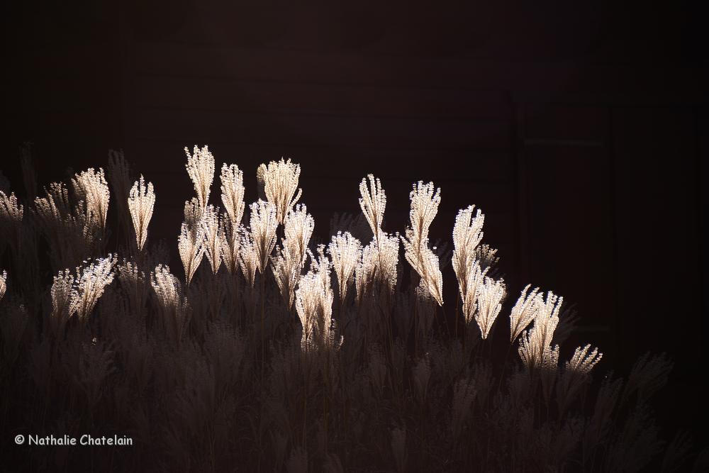 sortir-de-l'ombre-2.JPG