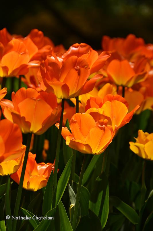 tulipes-Morges-7DS_0441.JPG