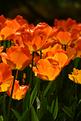 tulipes-Morges-7DS_0441.JPG