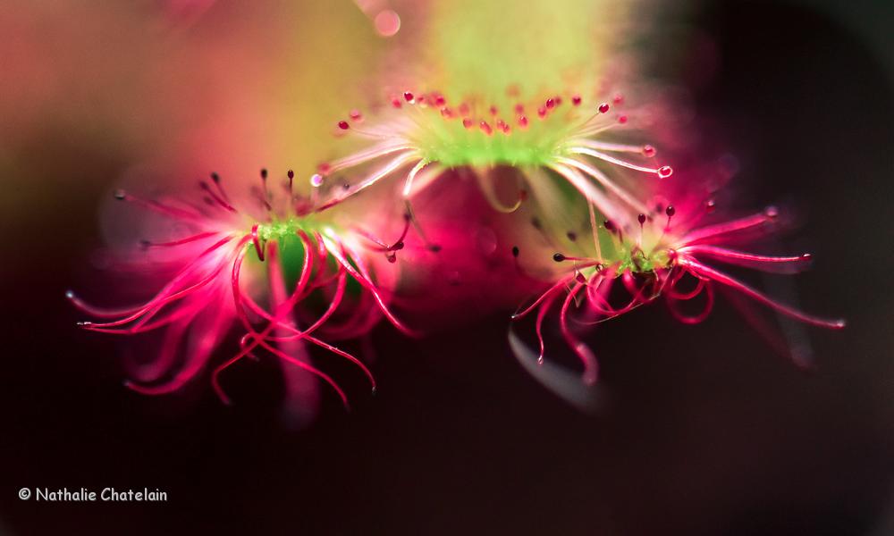 Allien-macro-plante .jpg