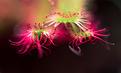 Allien-macro-plante .jpg