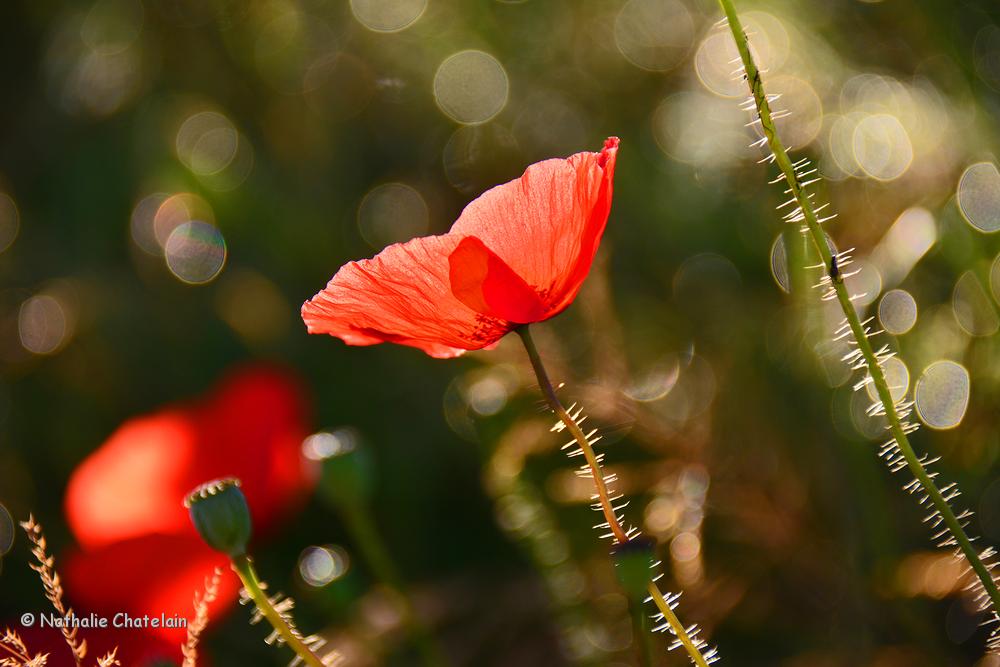 coquelicots-2.JPG