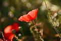 coquelicots-2.JPG