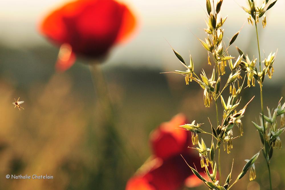coquelicots-et-insecte.JPG