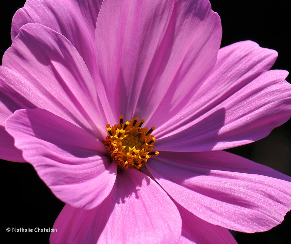 cosmos-2.JPG