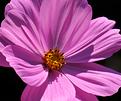 cosmos-2.JPG