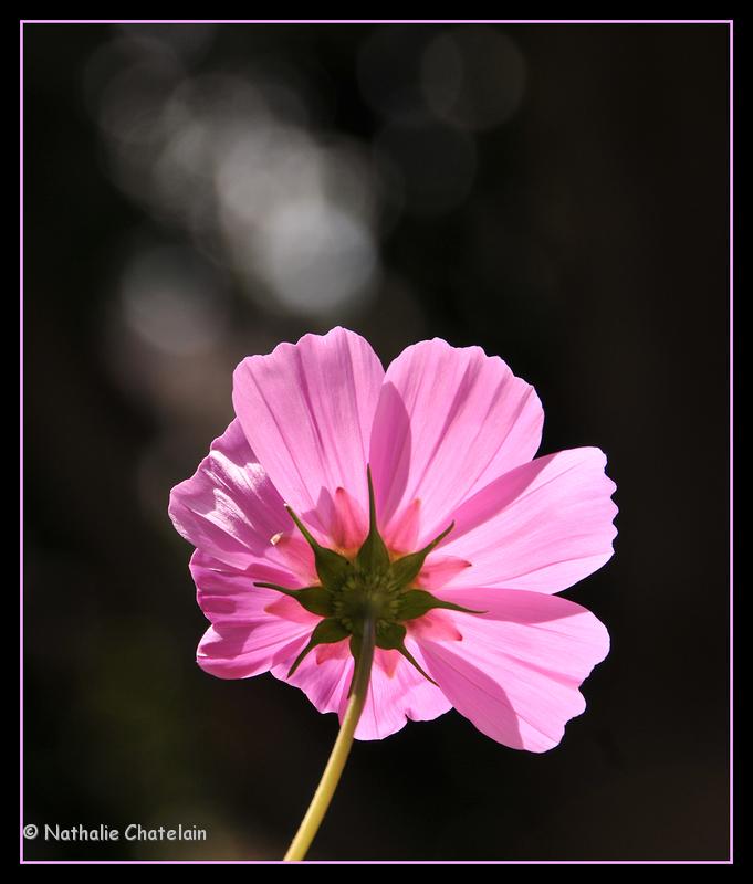 cosmos-4.JPG