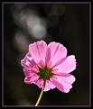 cosmos-4.JPG