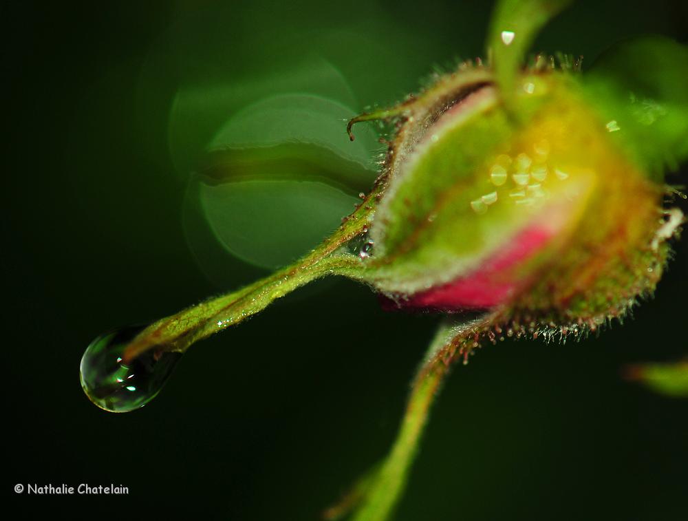 goutte-40.JPG