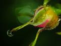 goutte-40.JPG