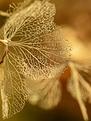 hortensia-en-hiver-2.JPG