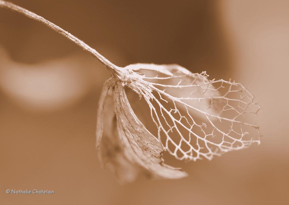 hortensia-en-hiver-3.JPG