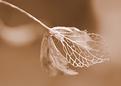 hortensia-en-hiver-3.JPG