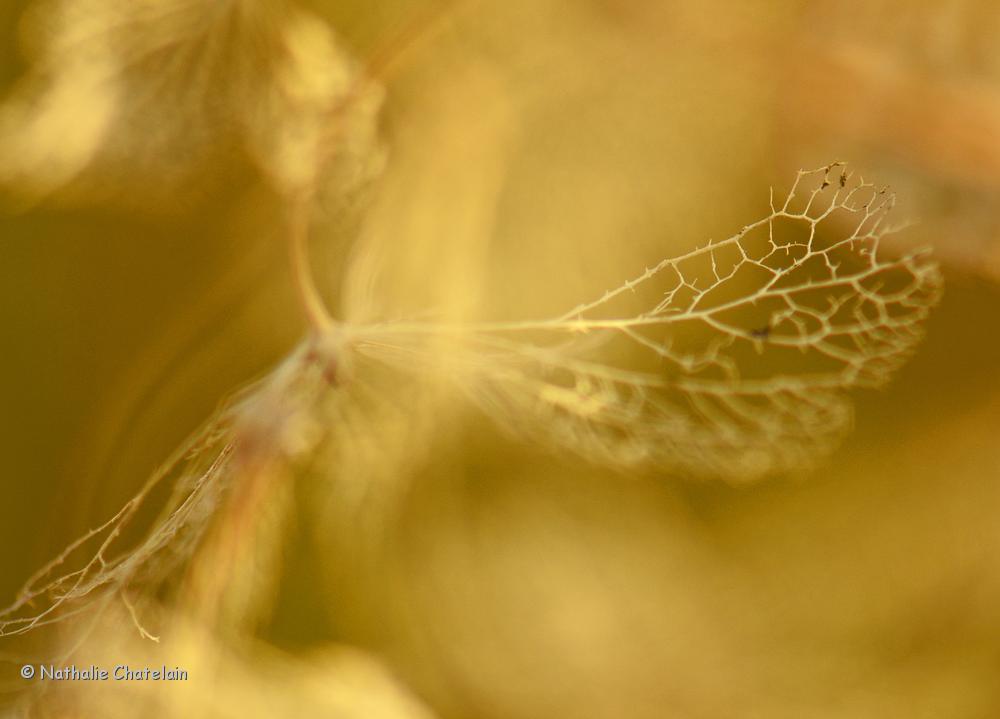 hortensia-en-hiver.JPG