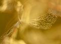 hortensia-en-hiver.JPG