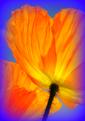 pavots-2.JPG