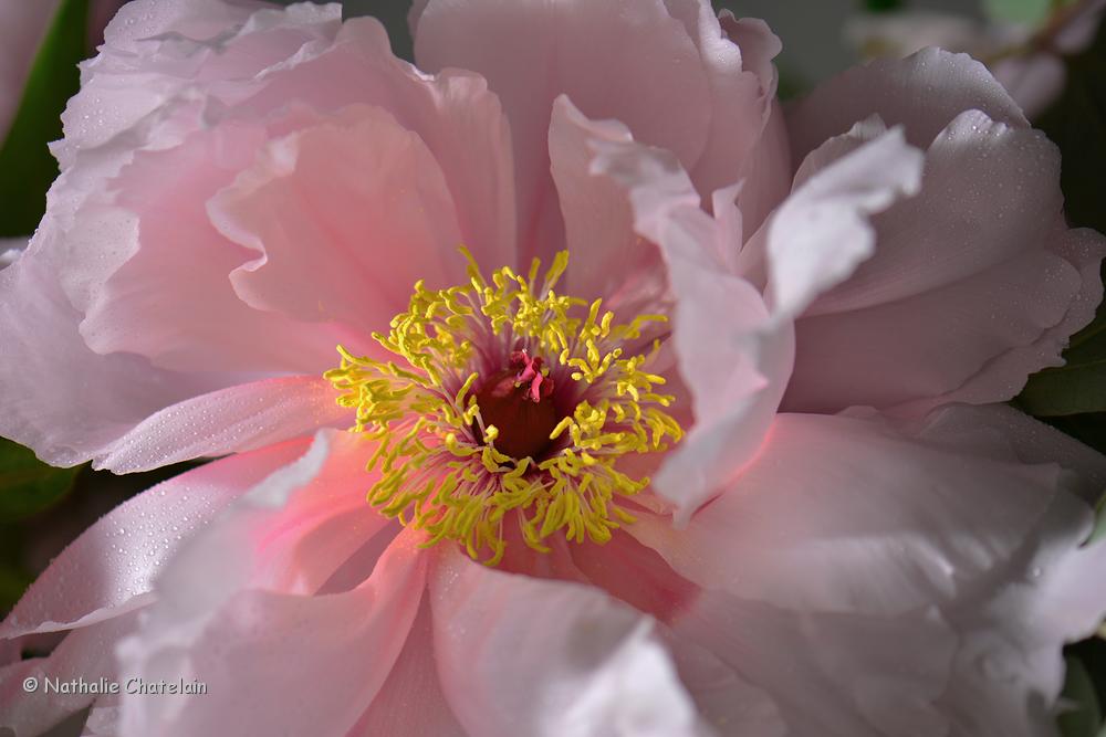 pivoine.JPG