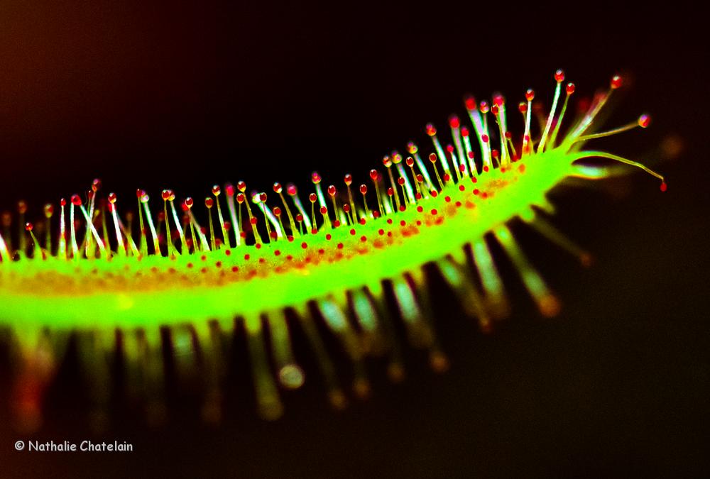 plante-ou-chenille.jpg