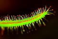 plante-ou-chenille.jpg