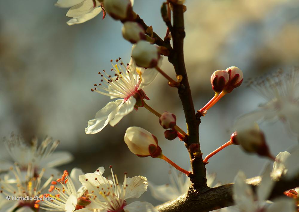 printemps.JPG