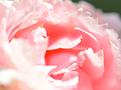 rose-2.JPG