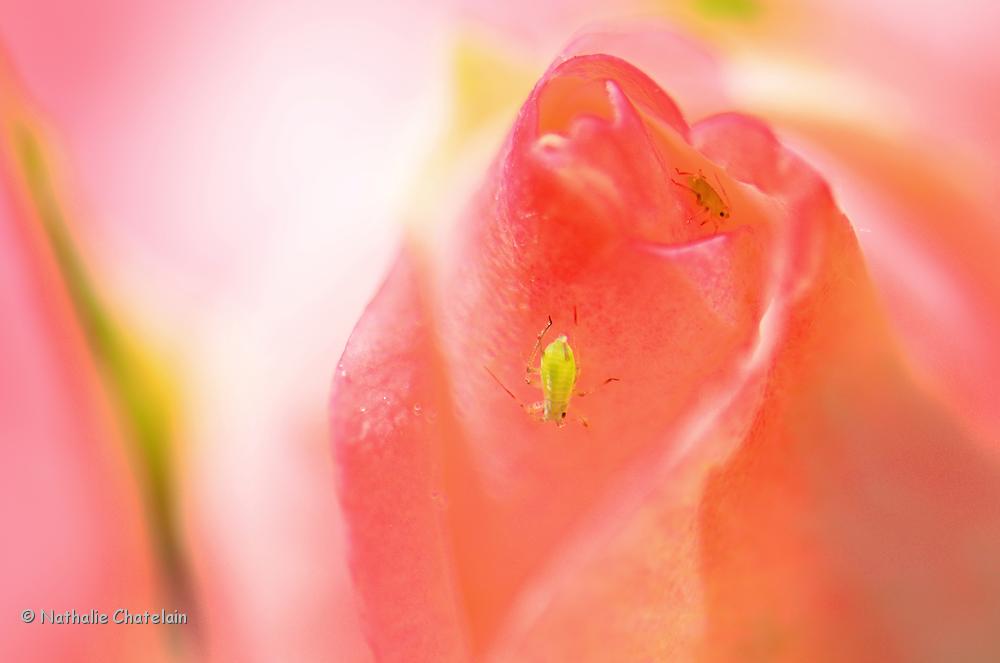 rose.JPG