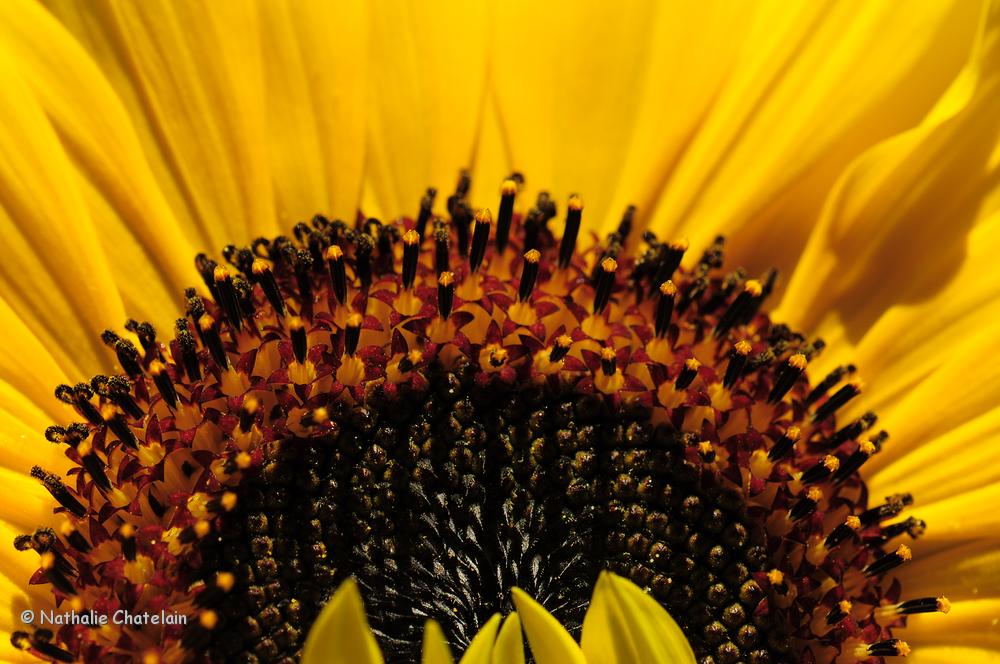 tournesol.JPG