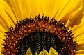 tournesol.JPG