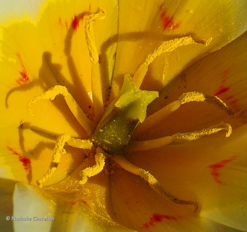 tulipe-7.JPG