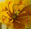 tulipe-7.JPG