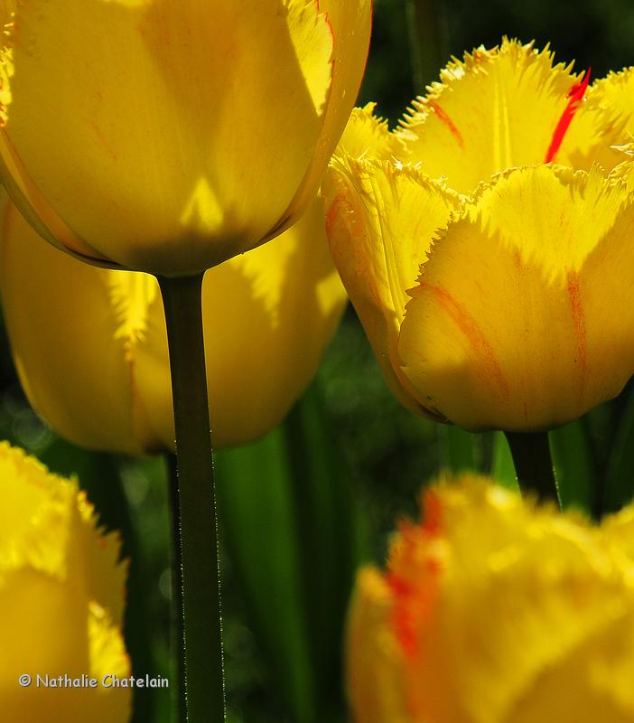 tulipe-8.JPG