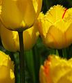 tulipe-8.JPG