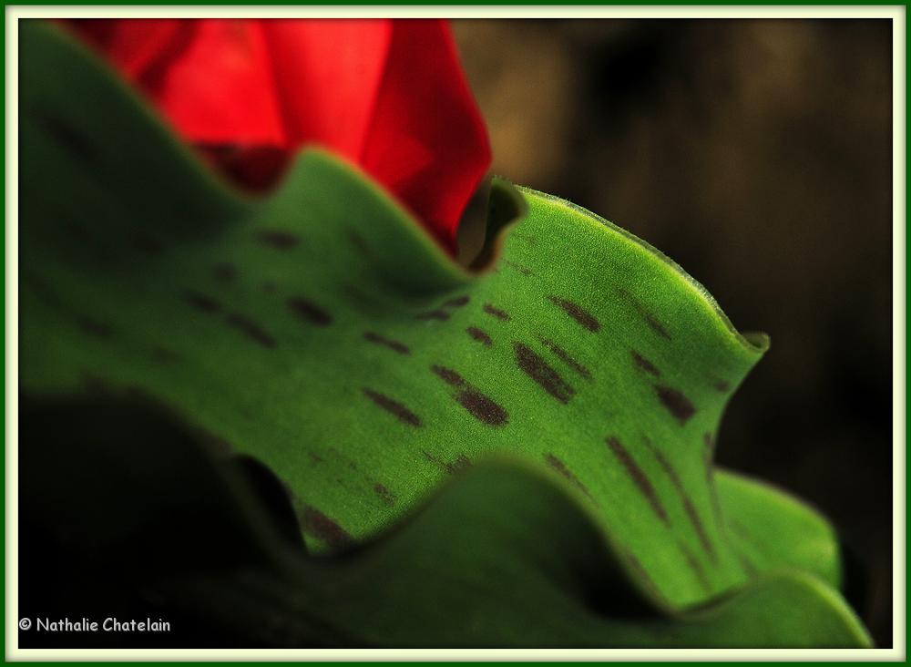 tulipe-ondulation.JPG