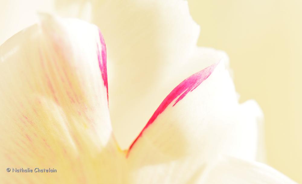 tulipe.JPG