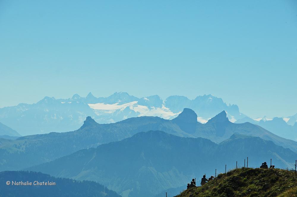 mille-feuilles-alpin.JPG