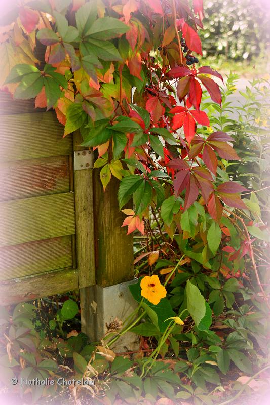 automne-2.JPG