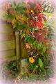 automne-2.JPG