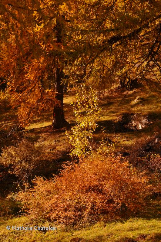 automne-3.JPG