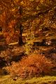 automne-3.JPG