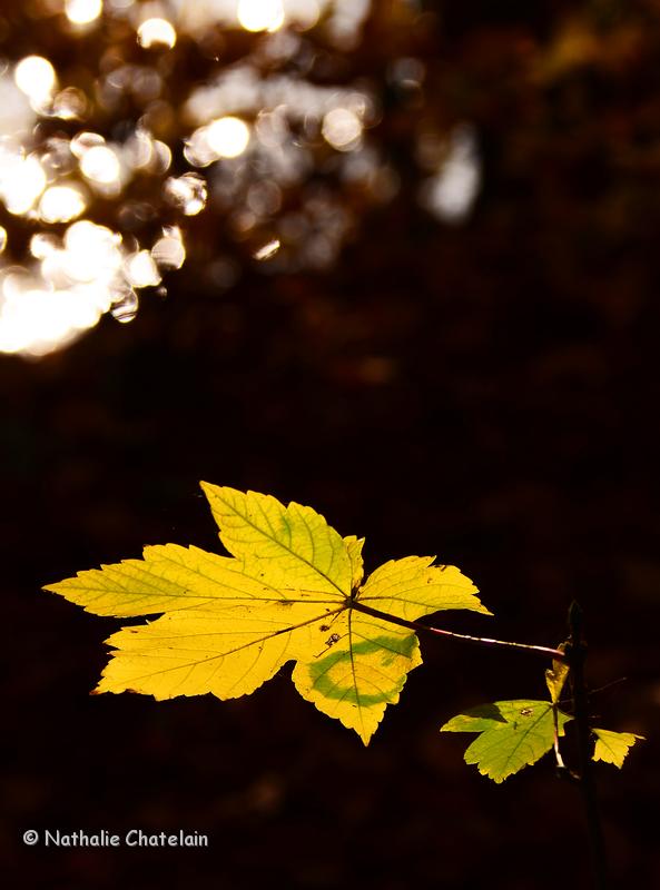 automne-4.JPG