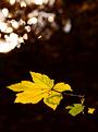 automne-4.JPG