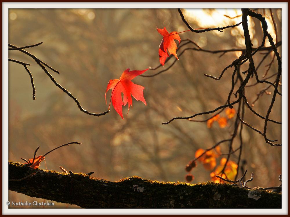 automne.jpg
