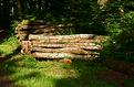 en for&ecirc;t-2.JPG